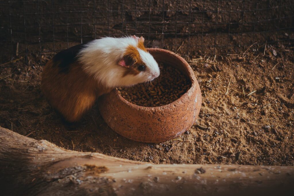 Close Up Shot of a Guinea Pig