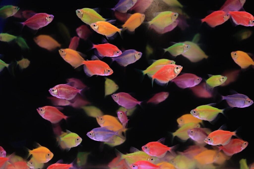 Glofish