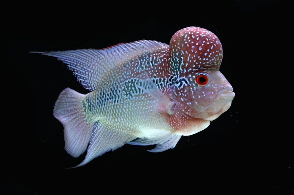 Flowerhorn Fish