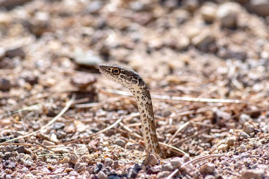 Snake in the Ground