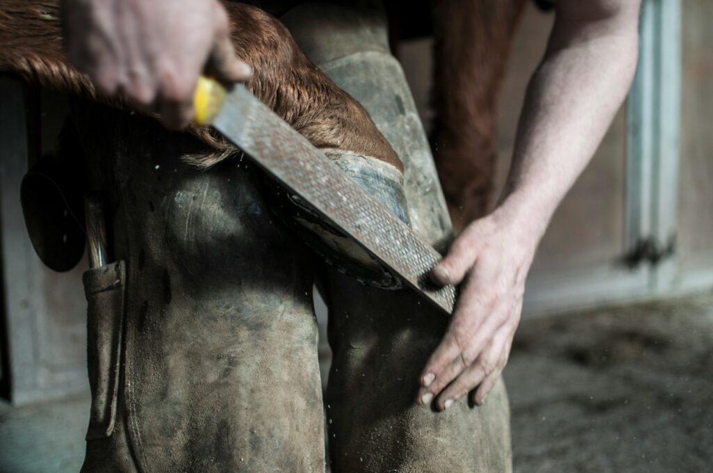 Horse hoove