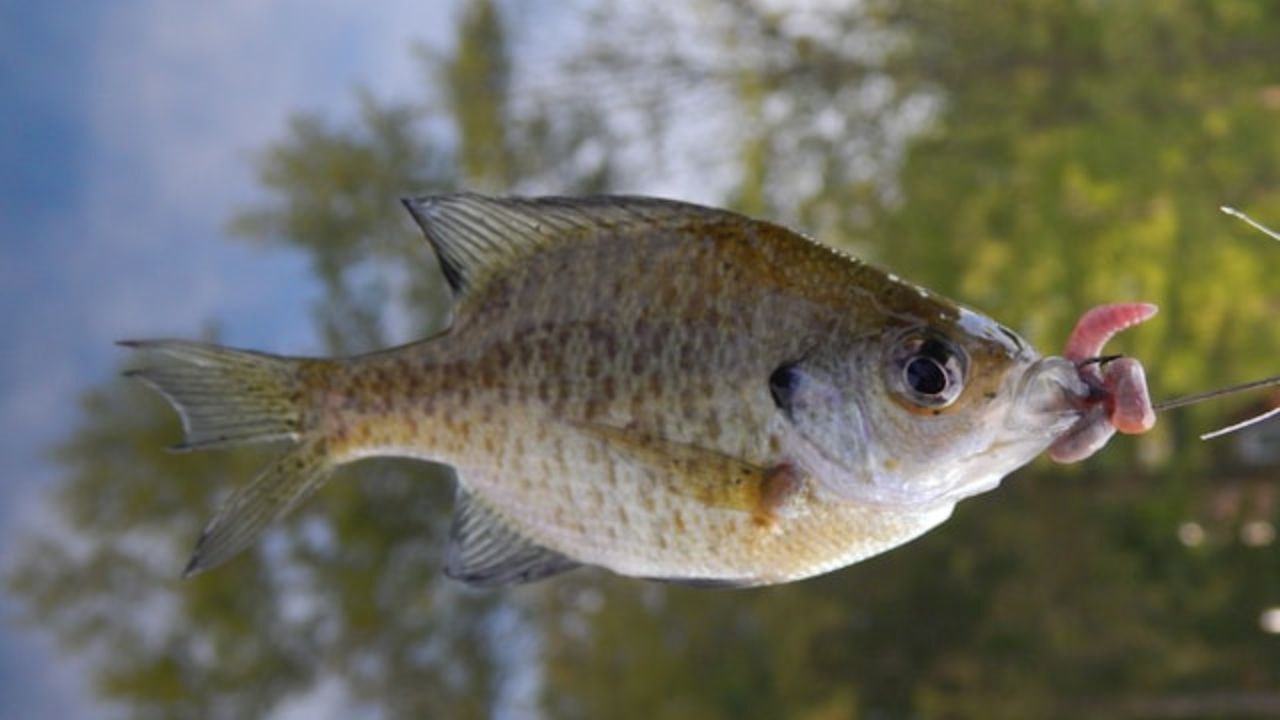 Bluegill
