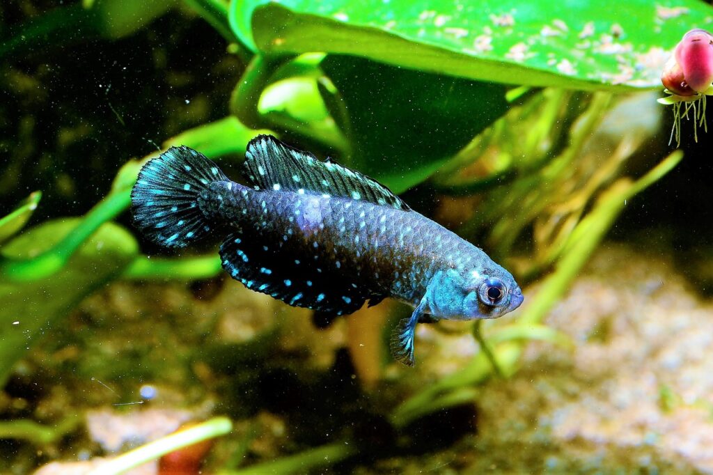A Killifish