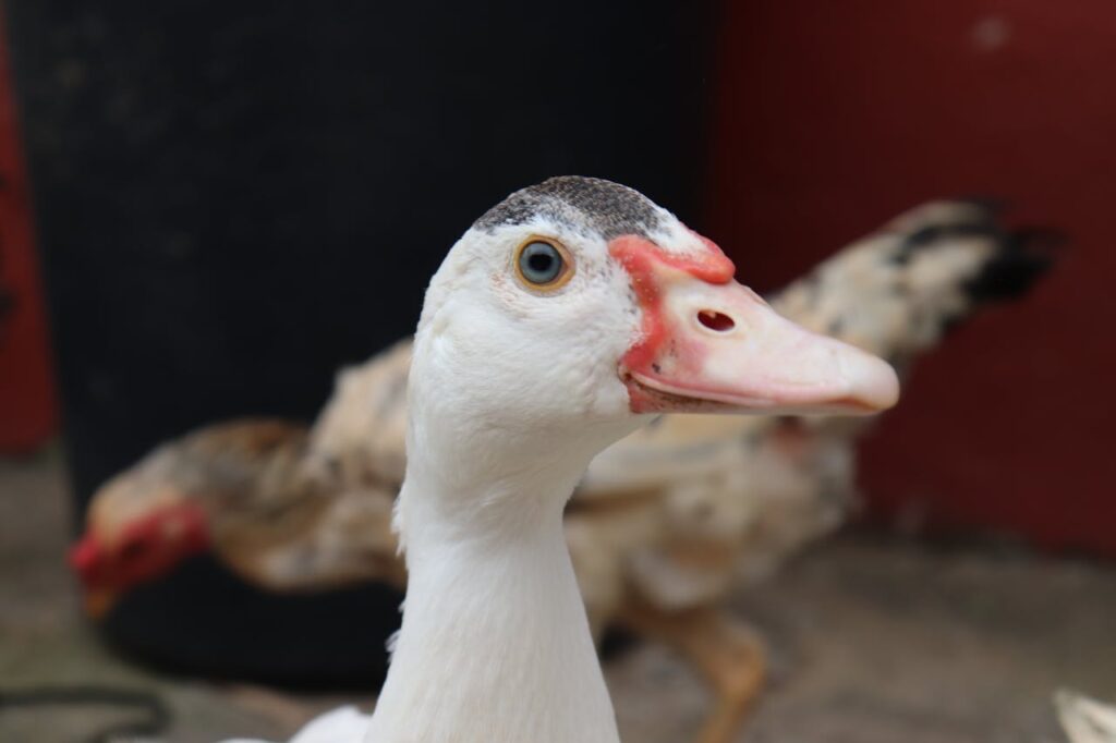 Head of Domestic Duck