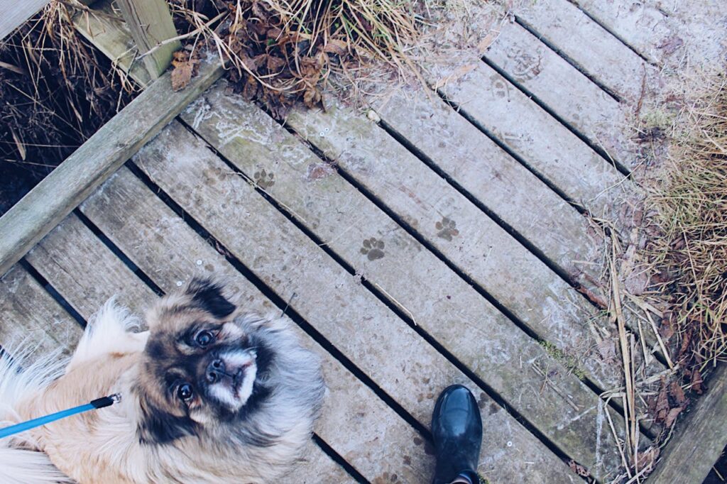 Why It Is Important to Walk Your Dog Every Day