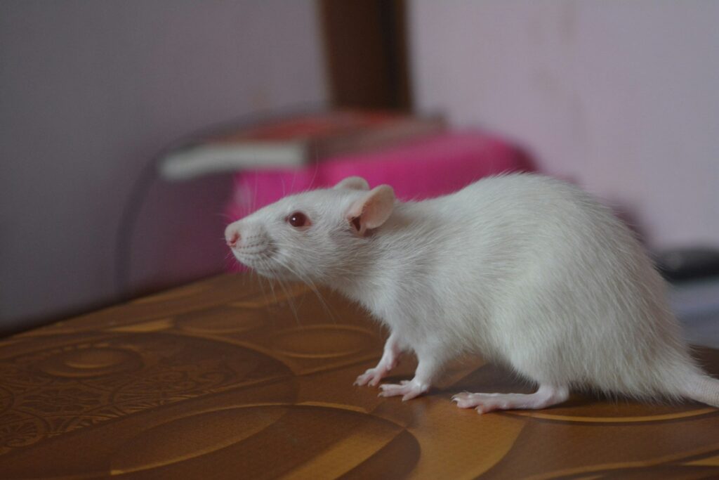 white rat
