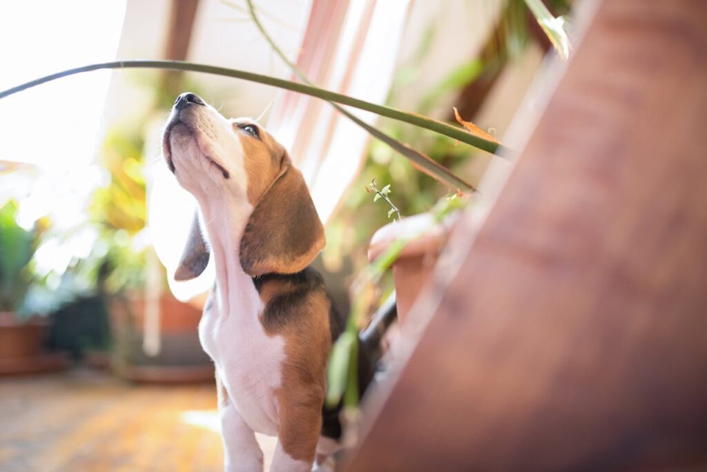 Beagle howling