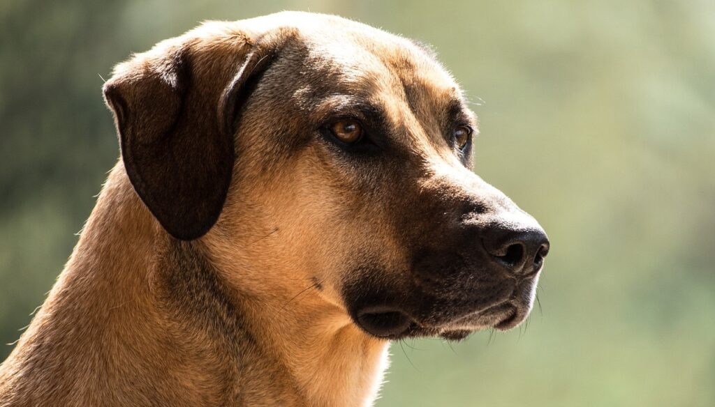 Kangal dog headshot