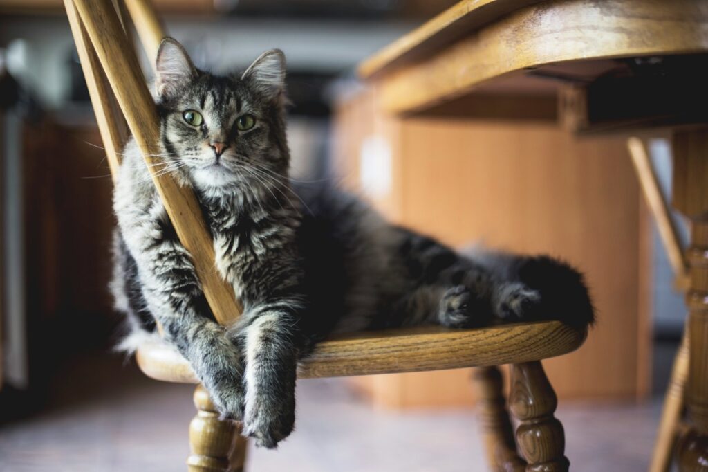 cat sitting on a chair