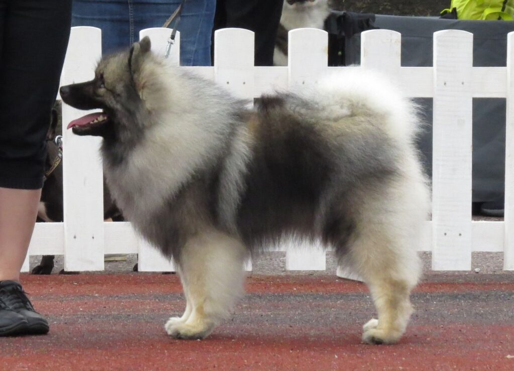 Keeshond dog