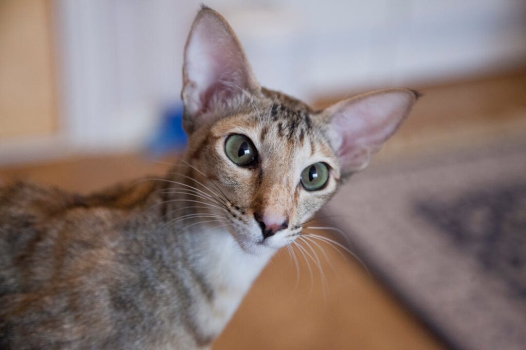 Close-Up Shot of a Cat oriental shorthair