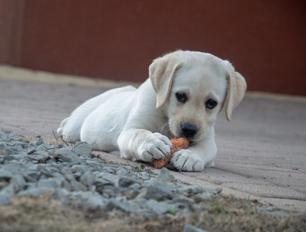  A Labrador puppy chewing