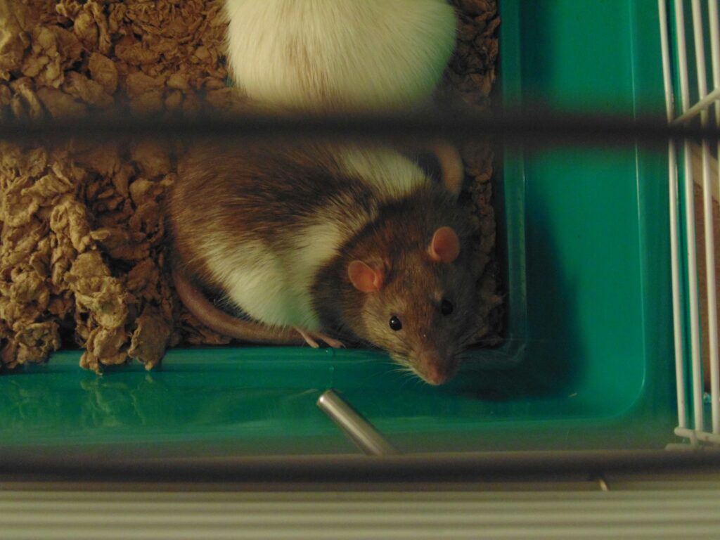Rat in a cage