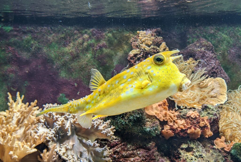 Longhorn cowfish