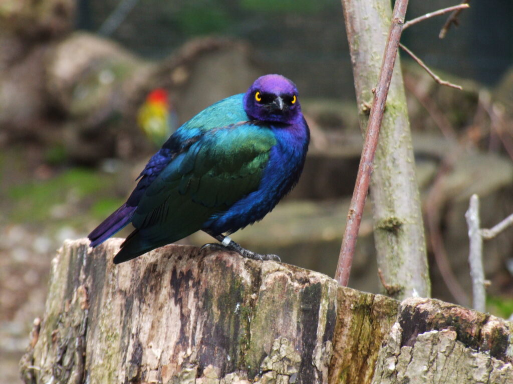 purple starling