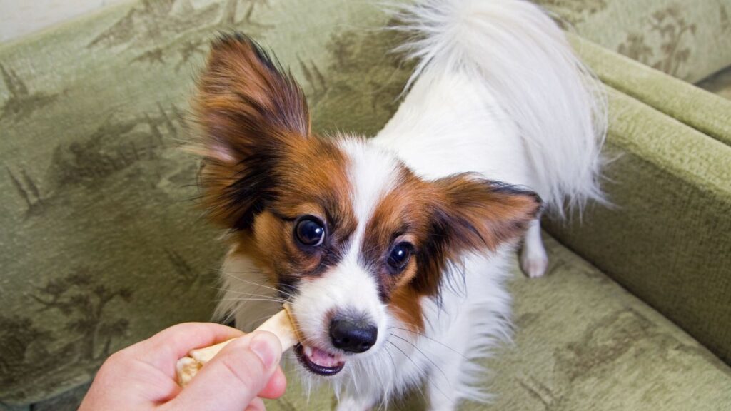 Papillon