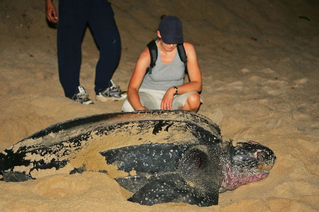 Leatherback Sea Turtle