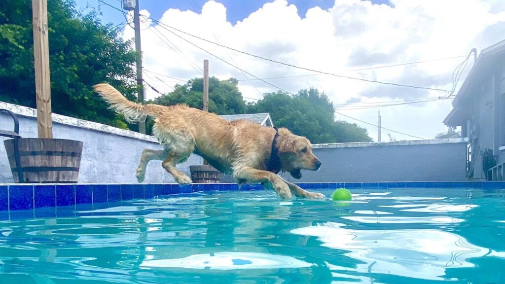 Golden retriever jumping in a swimming pool