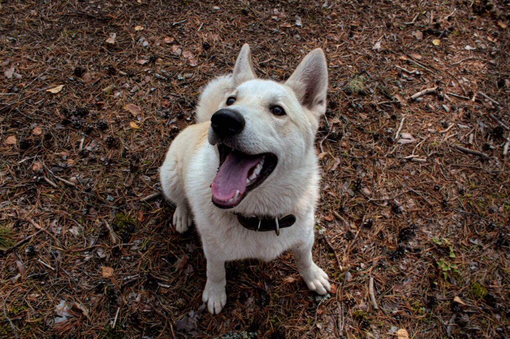 American eskimo dog sitting