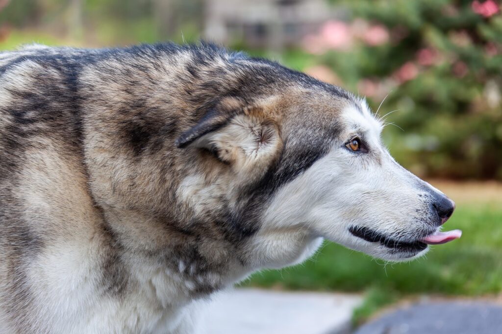 An Alaskan Malamute