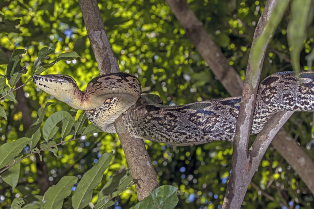 Madagascar_ground_boa_(Acrantophis_madagascariensis)_Lokobe-2