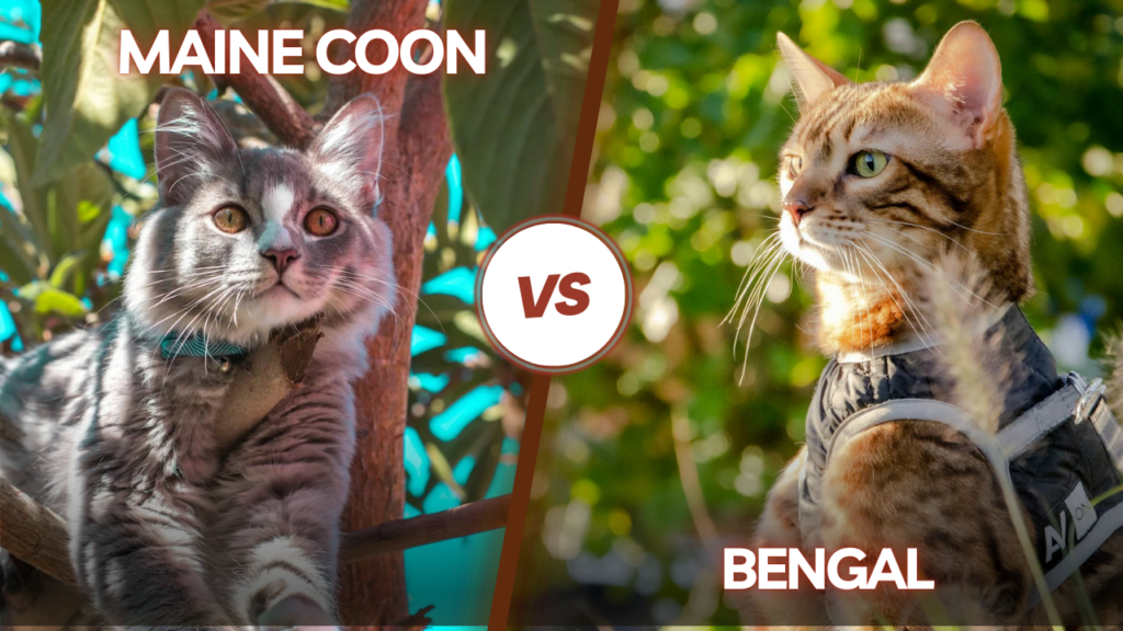 Maine coon vs Bengal