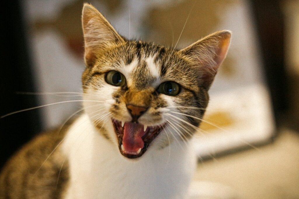 Cat meow