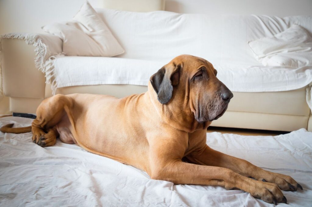 Mastiff Dog