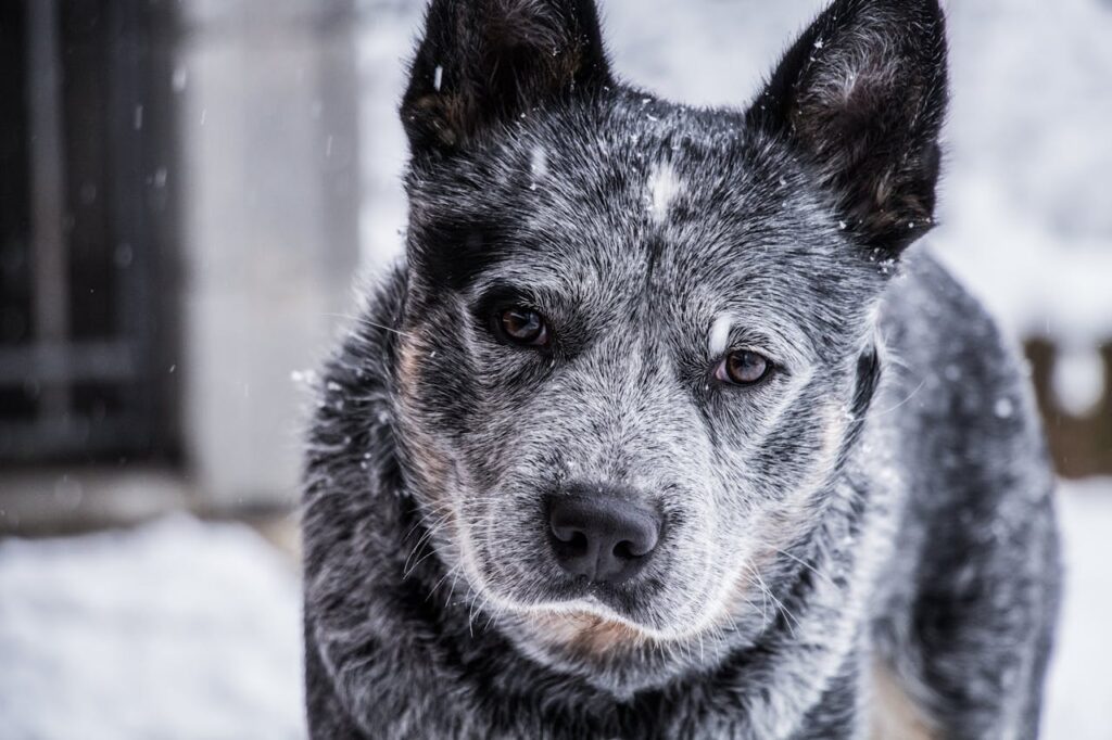 Blue Coated Australian Cattle Dog