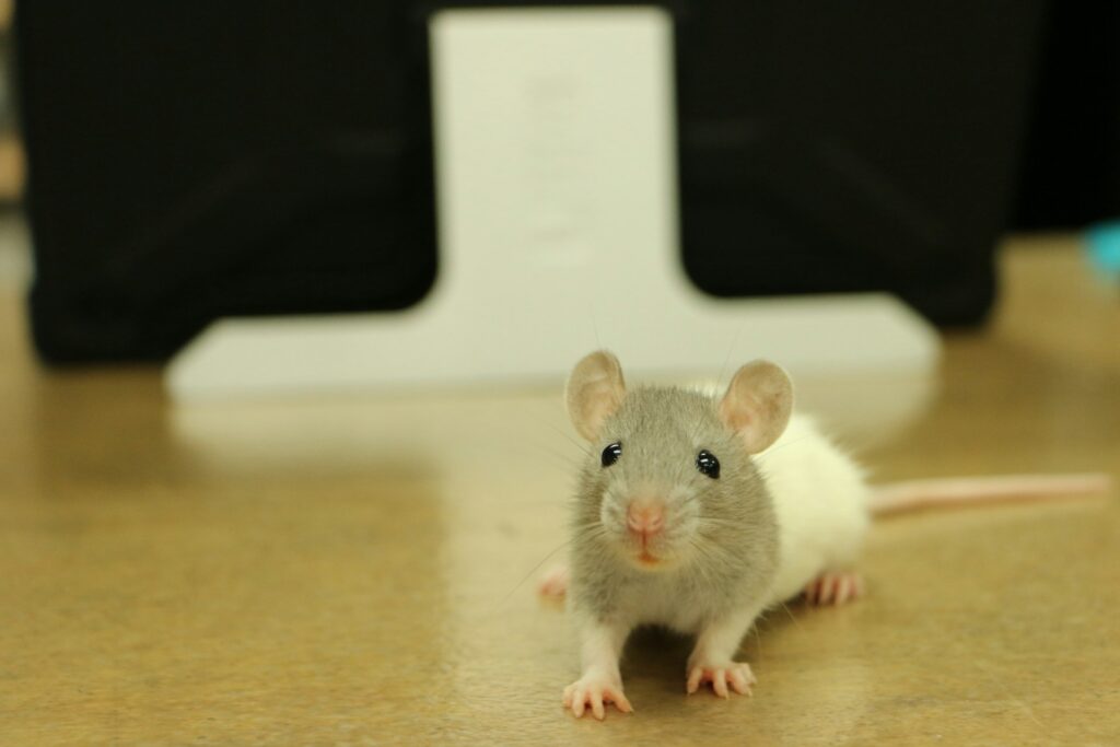 Rat on a floor