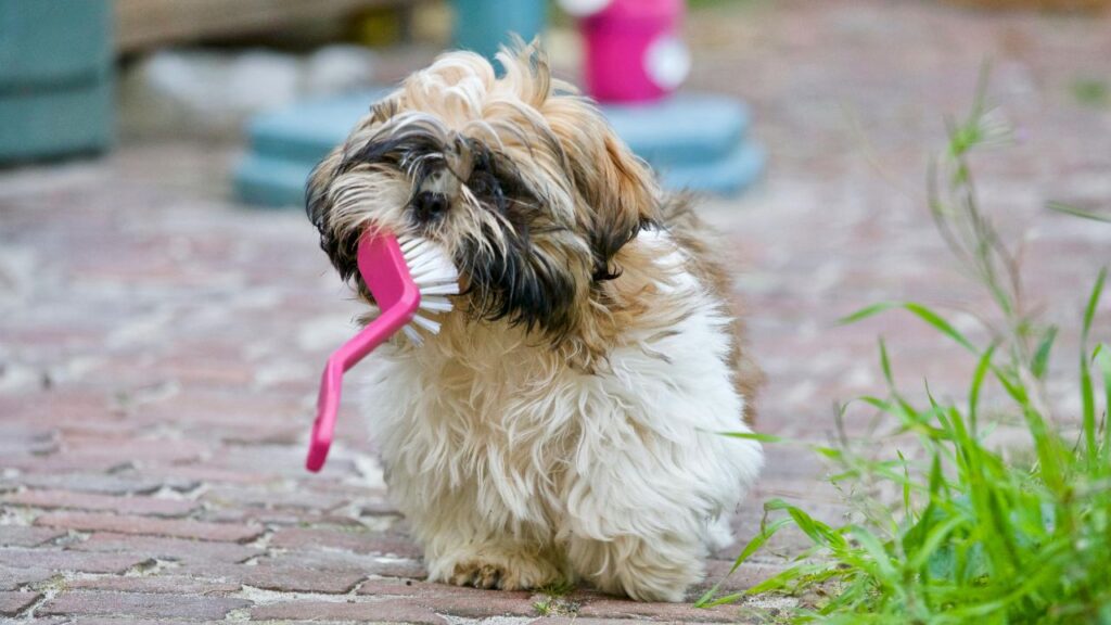 high maintenance dog shih tzu