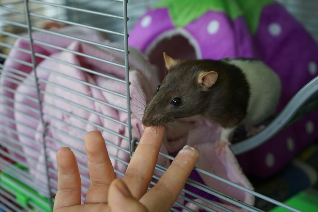 A person petting rat