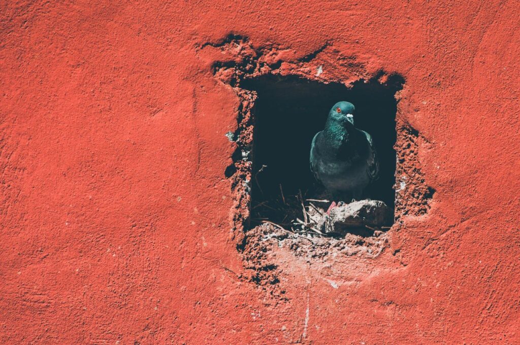 Pigeon nest