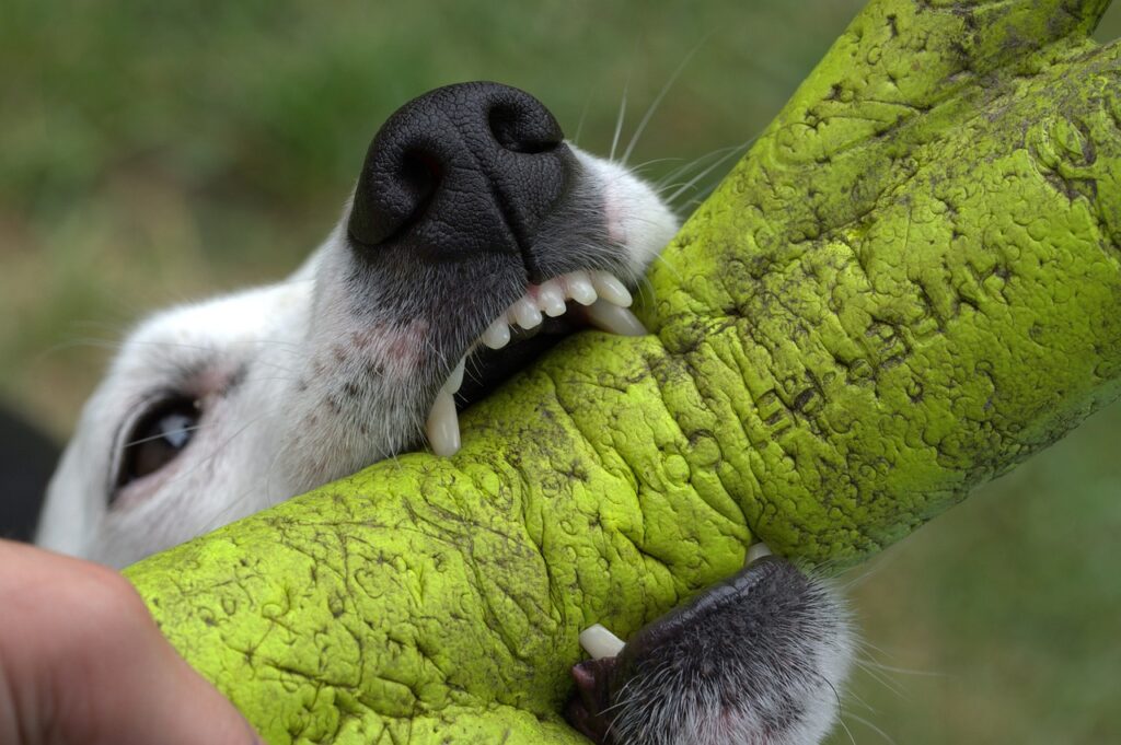 Dog bite