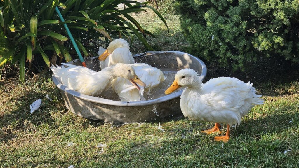 White Ducks Bathing Outdoors in a Tub