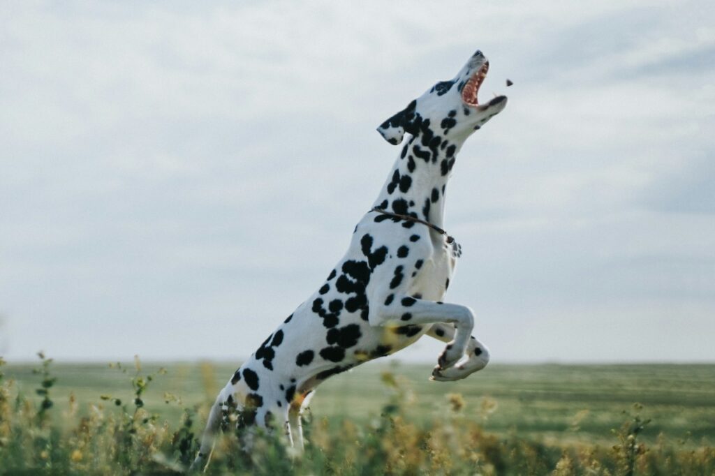 Dalmatian