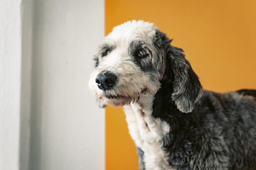 Old English Sheepdog