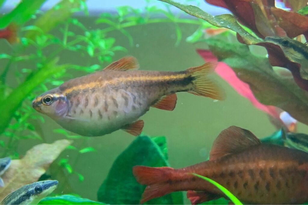 Cherry Barb fish