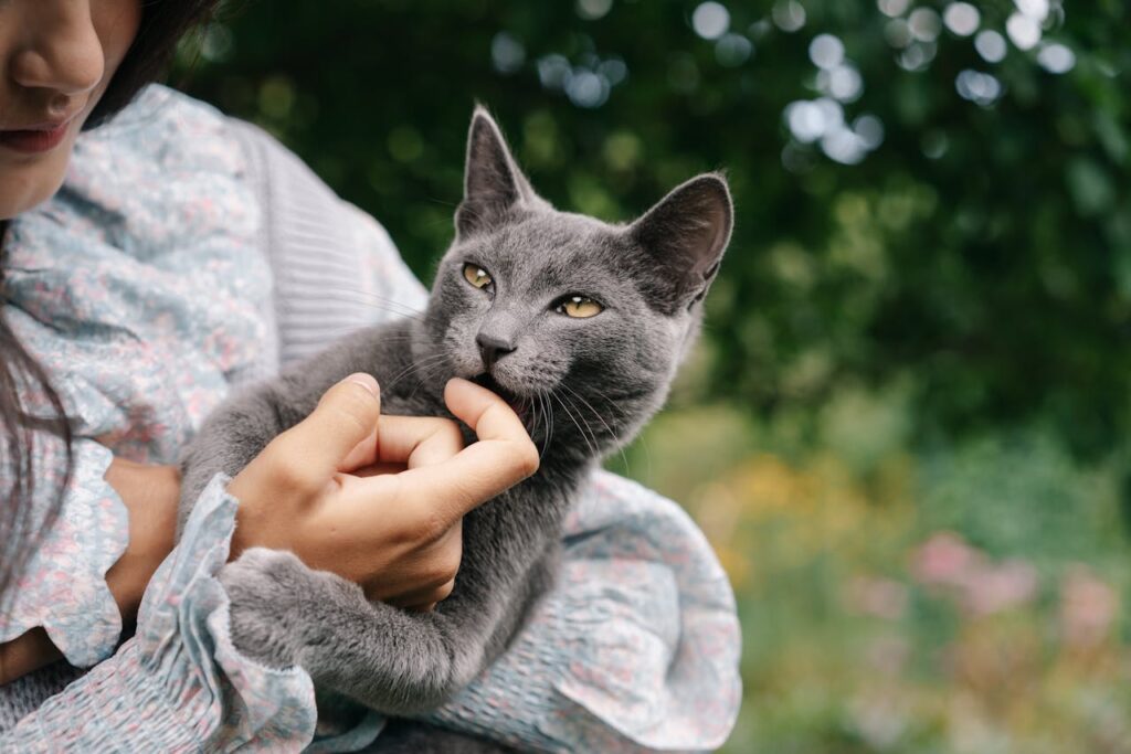 Russian Blue with woman