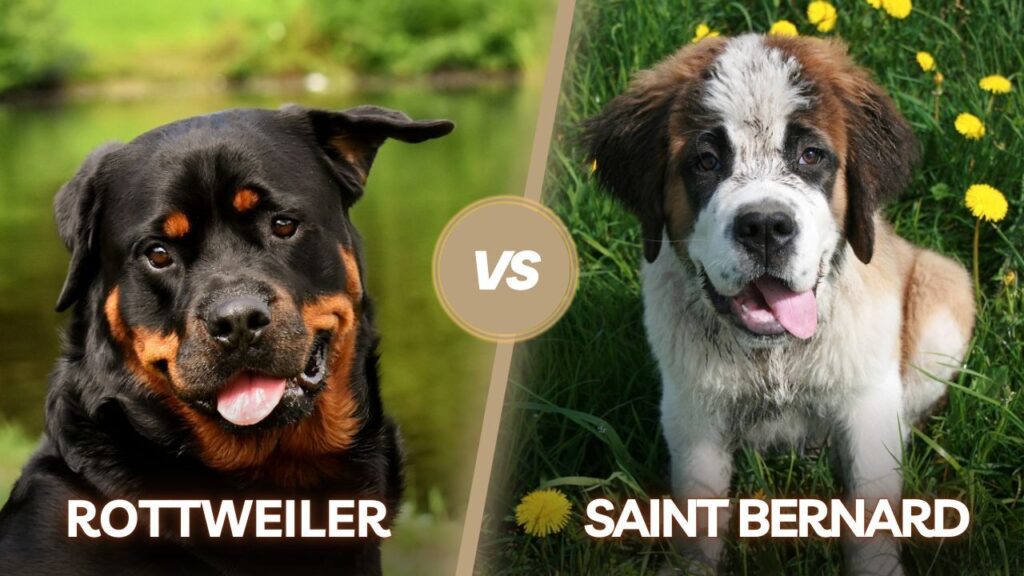 Comparison of Saint Bernard and Rottweiler