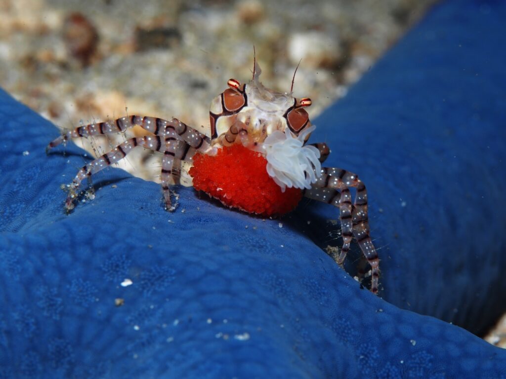 pom pom crab