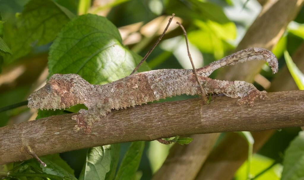Mossy leaf-tailed gecko