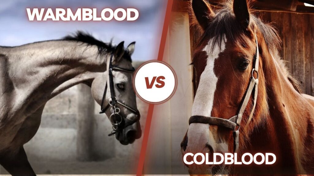 Warmblood vs Coldblood