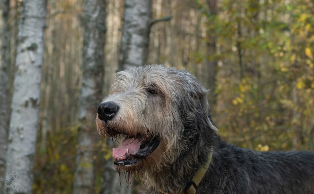 Irish Wolfhound