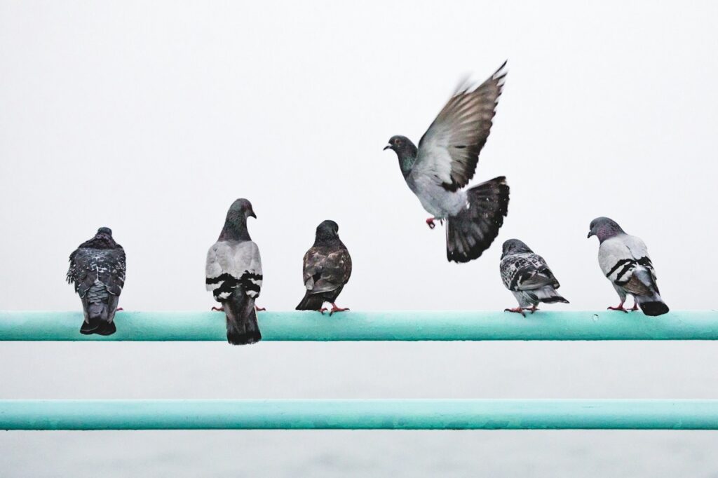 Pigeons
