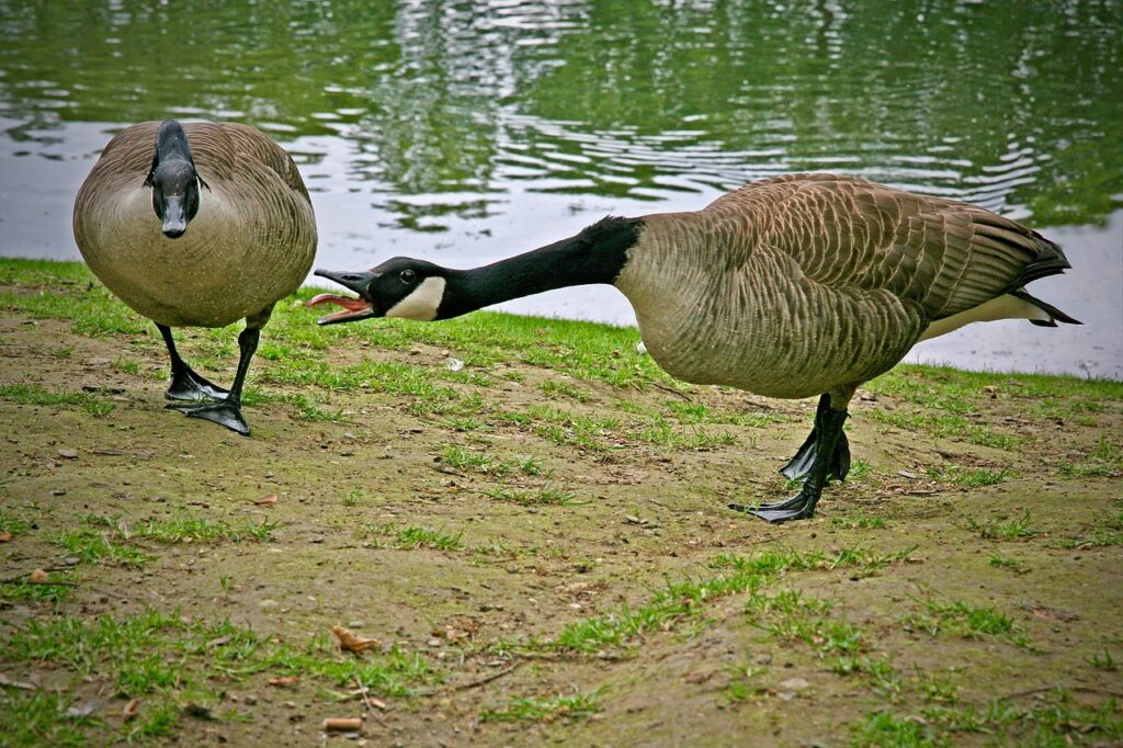 Geese