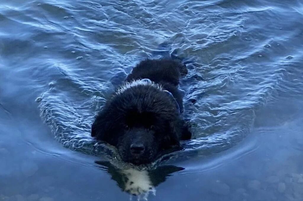 Newfoundland dog paddling confidently in clear water