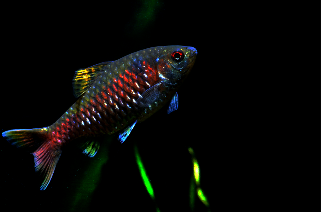 Odessa_barb_male