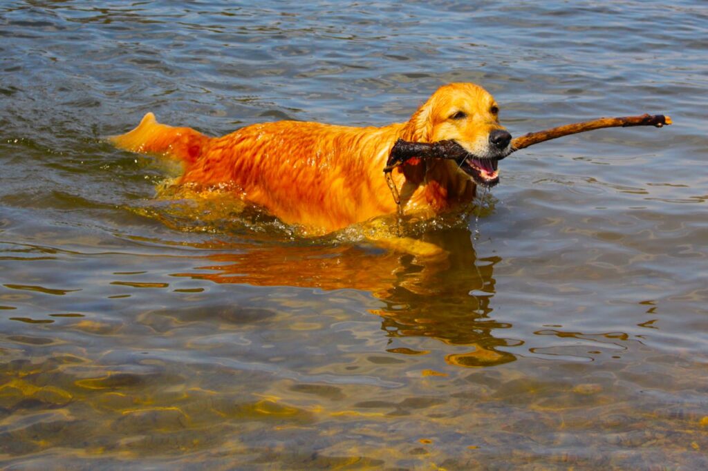 Golden Retriever fetching stick from sparkling lake