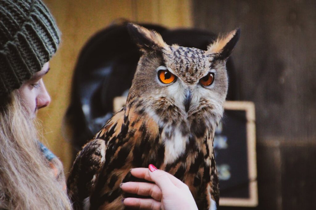 A person petting owl